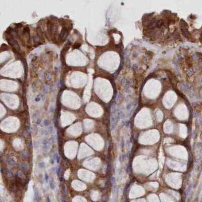 Immunohistochemistry-Paraffin: FCHO2 Antibody [NBP2-32694]