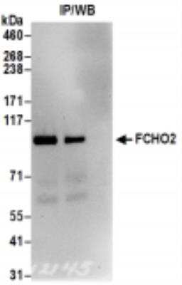Immunoprecipitation: FCHO2 Antibody [NBP2-36524]
