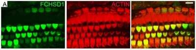 Immunocytochemistry/ Immunofluorescence: FCHSD1 Antibody (4G4) [H00089848-M01]