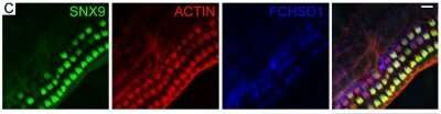 Immunocytochemistry/ Immunofluorescence: FCHSD1 Antibody (4G4) [H00089848-M01]