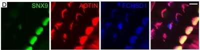 Immunocytochemistry/ Immunofluorescence: FCHSD1 Antibody (4G4) [H00089848-M01]