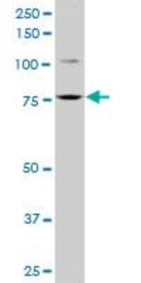 Western Blot: FCHSD1 Antibody [H00089848-B01P]