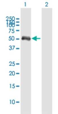 Western Blot: FCHSD1 Antibody [H00089848-B01P]