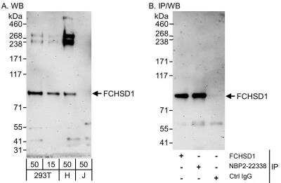 Western Blot: FCHSD1 Antibody [NBP2-22338]
