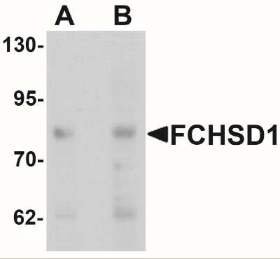 Western Blot: FCHSD1 AntibodyBSA Free [NBP2-41137]