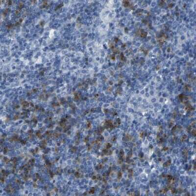 Immunohistochemistry-Paraffin: FCRL1/FcRH1 Antibody [NBP1-84703]