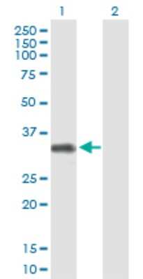 Western Blot: FCRLB/FCRY Antibody [H00127943-B01P]