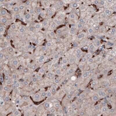 Immunohistochemistry-Paraffin: FCRN/FCGRT Antibody (CL3640) [NBP2-61627]
