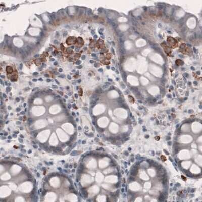 Immunohistochemistry-Paraffin: FCRN/FCGRT Antibody (CL3640) [NBP2-61627]