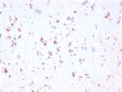 Immunohistochemistry-Paraffin: FCRN/FCGRT Antibody (FCGRT/2932) - Azide and BSA Free [NBP3-08224]