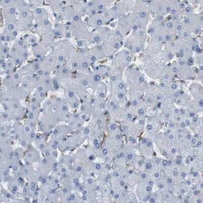 Immunohistochemistry-Paraffin: FCRN/FCGRT Antibody [NBP1-89127]