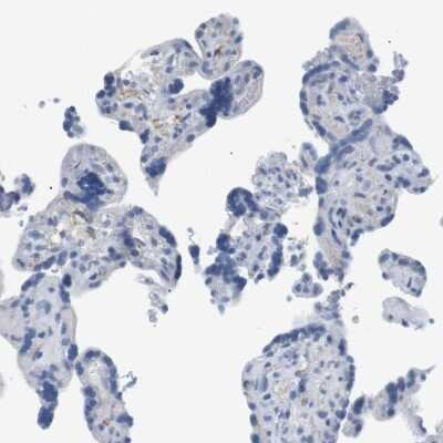 Immunohistochemistry-Paraffin: FCRN/FCGRT Antibody [NBP1-89127]