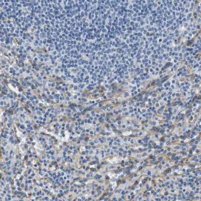 Immunohistochemistry-Paraffin: FCRN/FCGRT Antibody [NBP1-89127]
