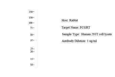 Western Blot: FCRN/FCGRT Antibody [NBP1-59061]