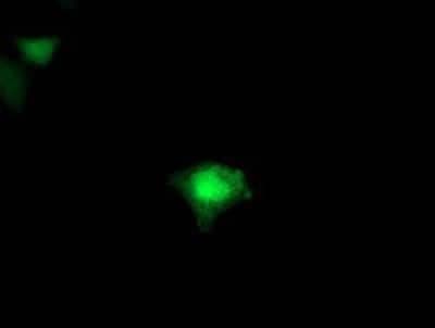 Immunocytochemistry/ Immunofluorescence: FDFT1 Antibody (OTI2F10) [NBP2-01170]