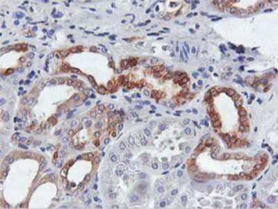 Immunohistochemistry-Paraffin: FDFT1 Antibody (OTI2F10) [NBP2-01170]