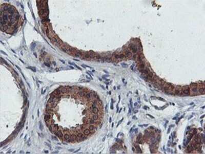 Immunohistochemistry: FDFT1 Antibody (OTI2F10) - Azide and BSA Free [NBP2-70715]