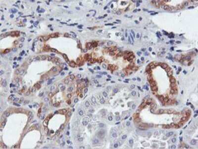 Immunohistochemistry: FDFT1 Antibody (OTI2F10) - Azide and BSA Free [NBP2-70715]