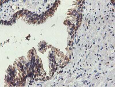 Immunohistochemistry: FDFT1 Antibody (OTI2F10) - Azide and BSA Free [NBP2-70715]