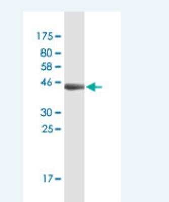 Western Blot: FDX1 Antibody (1G9) [H00002230-M03]