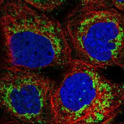 Immunocytochemistry/ Immunofluorescence: FDX1 Antibody [NBP1-89227]
