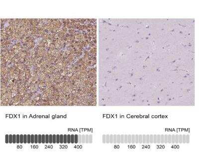 Immunohistochemistry-Paraffin: FDX1 Antibody [NBP1-89227]