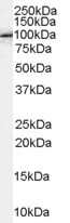 Western Blot: FE65 Antibody [NB100-41392]
