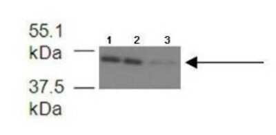 Western Blot: FECH Antibody [NBP1-54841]