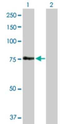 Western Blot: FEM1A Antibody [H00055527-D01P]
