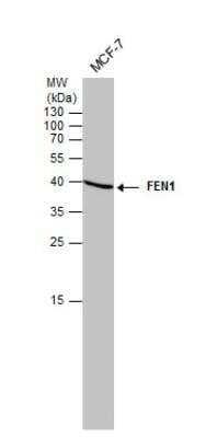 Western Blot: FEN-1 Antibody (4E7) [NB100-150]