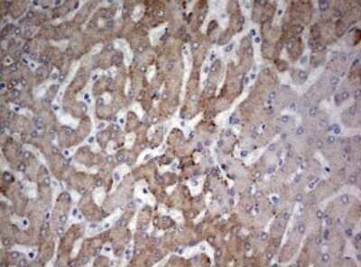 Immunohistochemistry: FEN-1 Antibody (OTI1F3) - Azide and BSA Free [NBP2-70716]