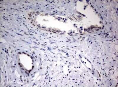 Immunohistochemistry: FEN-1 Antibody (OTI1F3) - Azide and BSA Free [NBP2-70716]