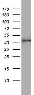 Western Blot: FEN-1 Antibody (OTI1F3)Azide and BSA Free [NBP2-70716]