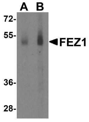 Western Blot: FEZ1 AntibodyBSA Free [NBP1-76395]