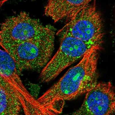 Immunocytochemistry/ Immunofluorescence: FEZ2 Antibody [NBP1-90909]