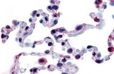 Immunohistochemistry-Paraffin: FFAR2/GPR43 Antibody - BSA Free [NLS6599]