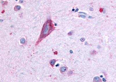 Immunohistochemistry-Paraffin: FFAR2/GPR43 Antibody - BSA Free [NLS6599]