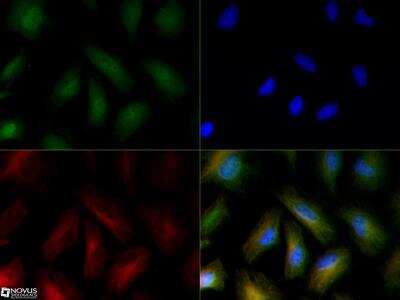 Immunocytochemistry/ Immunofluorescence: FFAR4/GPR120 Antibody - BSA Free [NBP1-00858]