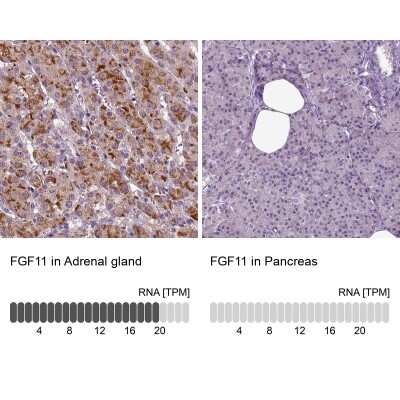 Immunohistochemistry-Paraffin: FGF-11 Antibody [NBP2-62694]