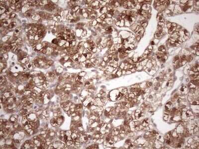 Immunohistochemistry: FGF-13 Antibody (OTI7E8) - Azide and BSA Free [NBP2-70721]