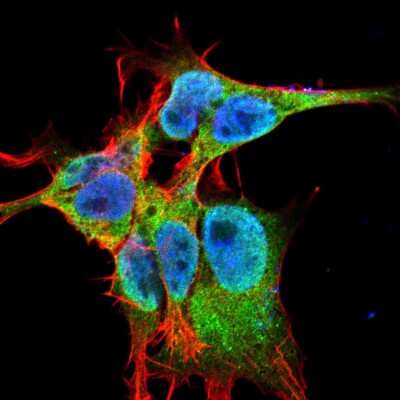 Immunocytochemistry/ Immunofluorescence: FGF-13 Antibody (S235-22) - Pan Specific [NBP2-42178]