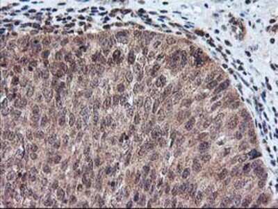 Immunohistochemistry: FGF-21 Antibody (OTI2F10) - Azide and BSA Free [NBP2-71815]
