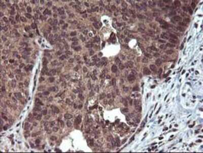 Immunohistochemistry: FGF-21 Antibody (OTI2F10) - Azide and BSA Free [NBP2-71815]