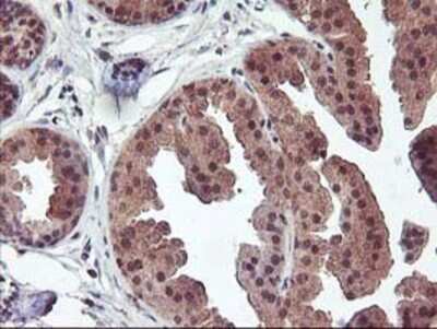 Immunohistochemistry: FGF-21 Antibody (OTI2F10) - Azide and BSA Free [NBP2-71815]