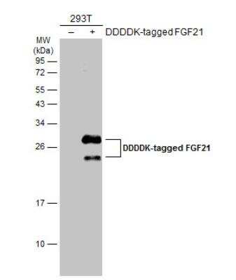Western Blot: FGF-21 Antibody [NBP1-31368]