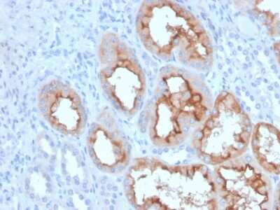 Immunohistochemistry-Paraffin: FGF-23 Antibody (FGF23/4163) [NBP3-07370]