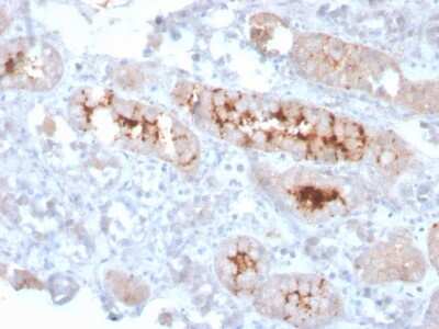 Immunohistochemistry-Paraffin: FGF-23 Antibody (FGF23/4166) [NBP3-07371]