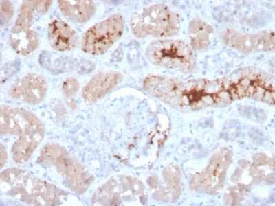 Immunohistochemistry-Paraffin: FGF-23 Antibody (FGF23/4166) - Azide and BSA Free [NBP3-08350]
