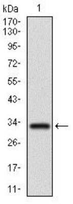 Western Blot: FGF-4 Antibody (3A12G9)BSA Free [NBP2-37374]