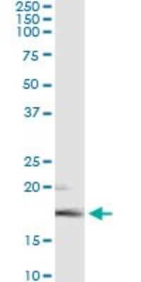 Immunoprecipitation: FGF-5 Antibody (1B4) [H00002250-M01]